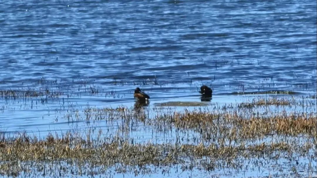 走进甘南藏族自治州，听他们讲述守护黄河的故事…