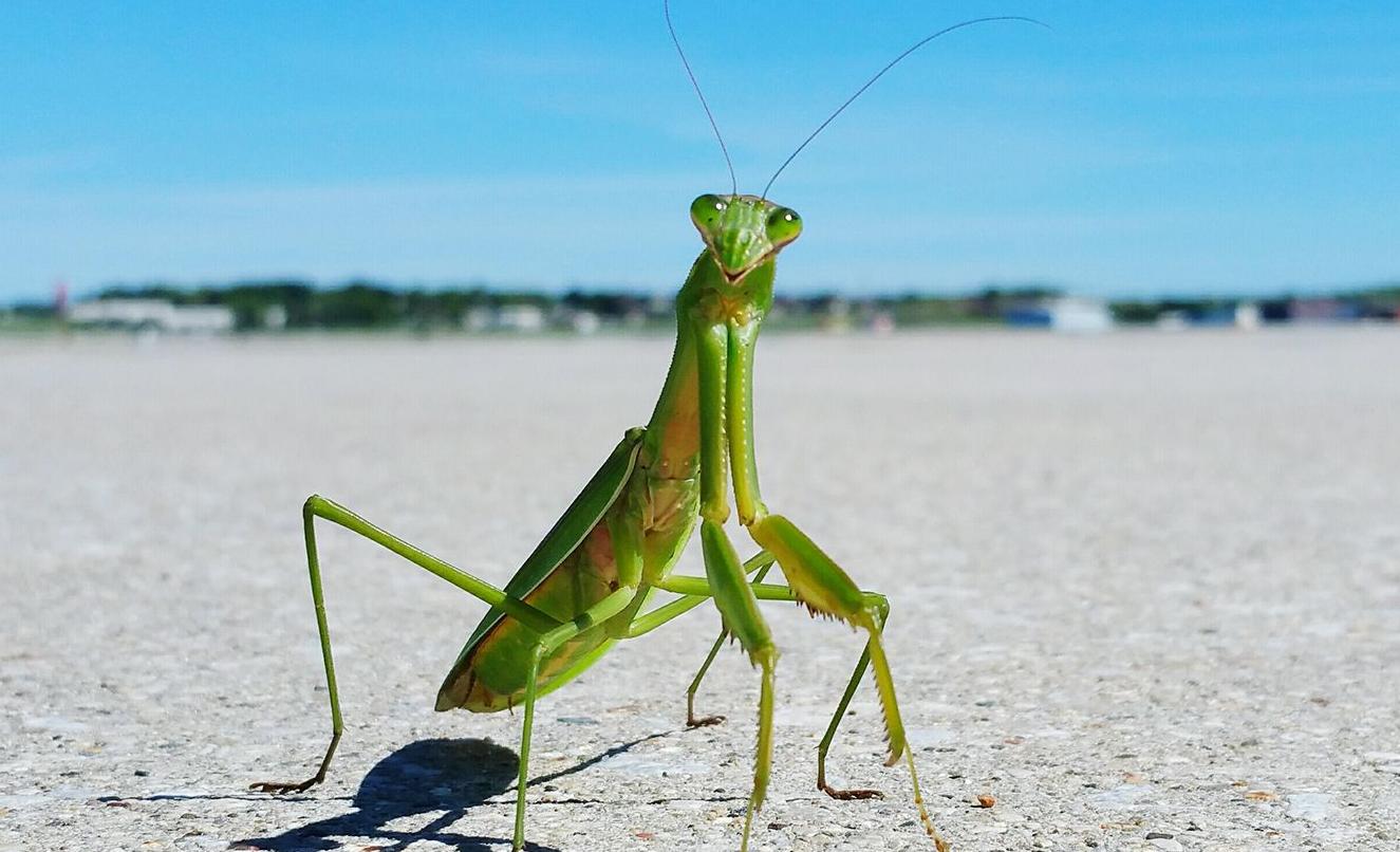 母螳螂一交配，就会吃自己的“丈夫”，难道不怕公螳螂反抗？