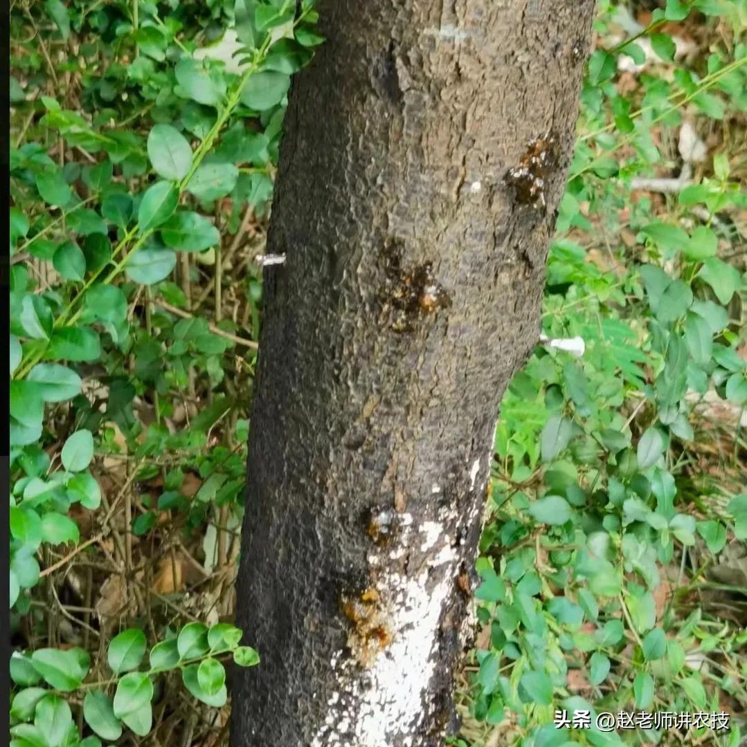 樱桃树伤口多久可以愈合,樱桃树如何快速愈合伤口