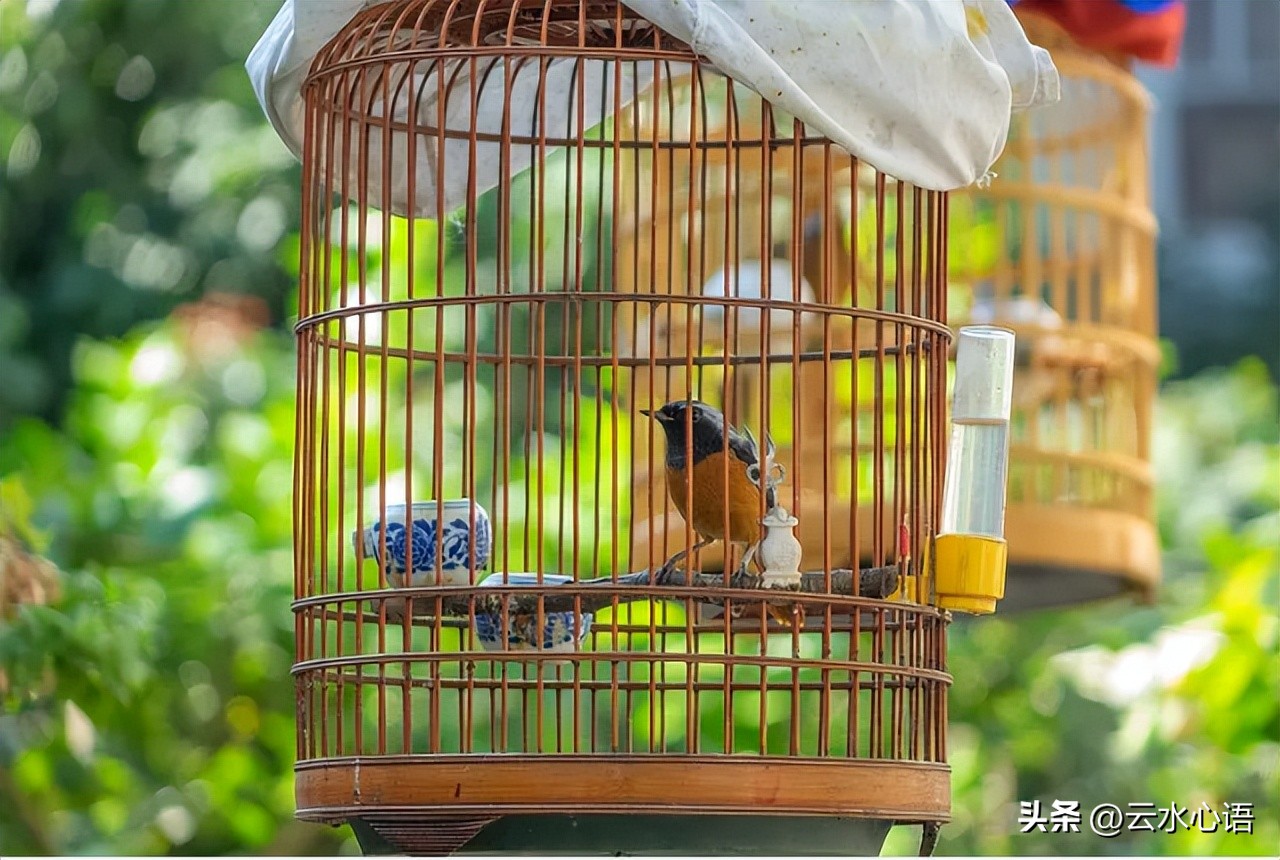 比喻春笋似暗箭的七绝,七绝精选赏析