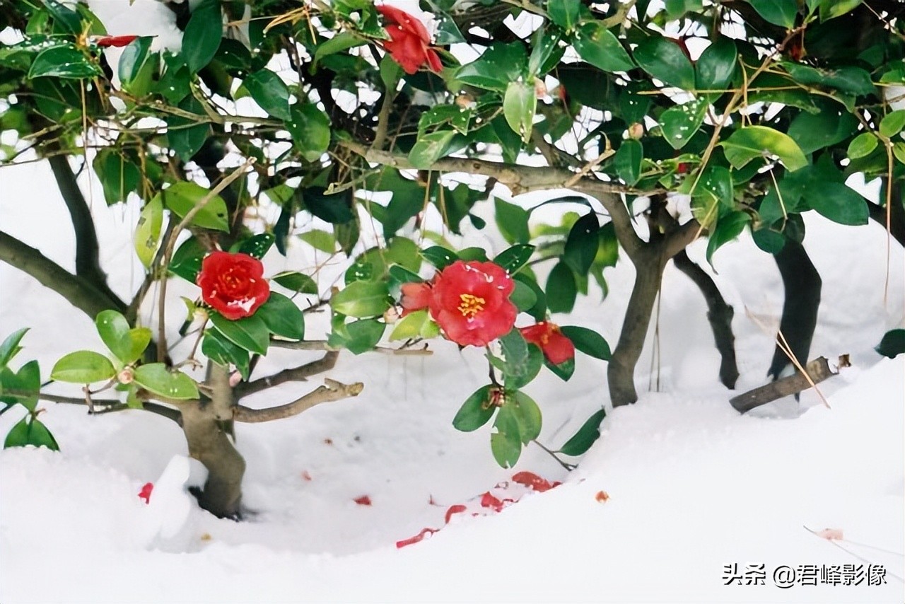 一部很经典的奥斯卡电影,这部仅有8分钟的奥斯卡最佳短片