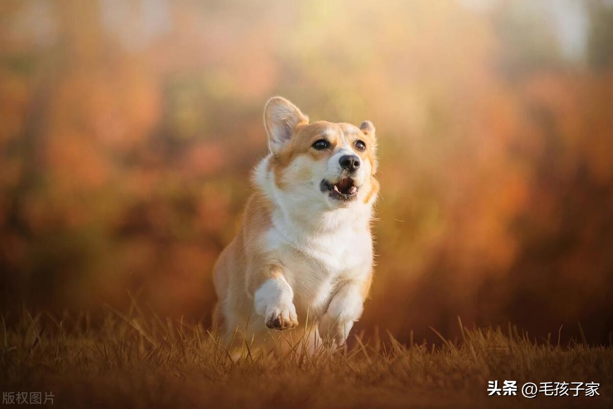 如何训练狗狗成为抚慰犬,怎么训练狗狗只听主人的命令