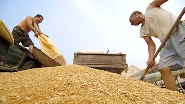 美国粮食比中国的便宜吗,美国与中国粮食产量对比