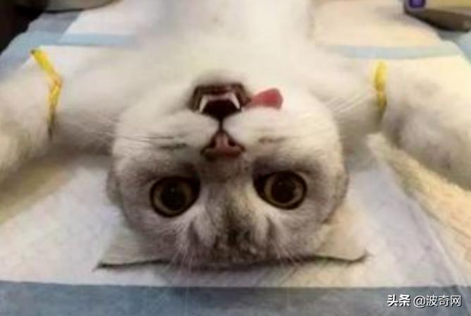 黑心狗厂,黑心宠物繁殖工厂