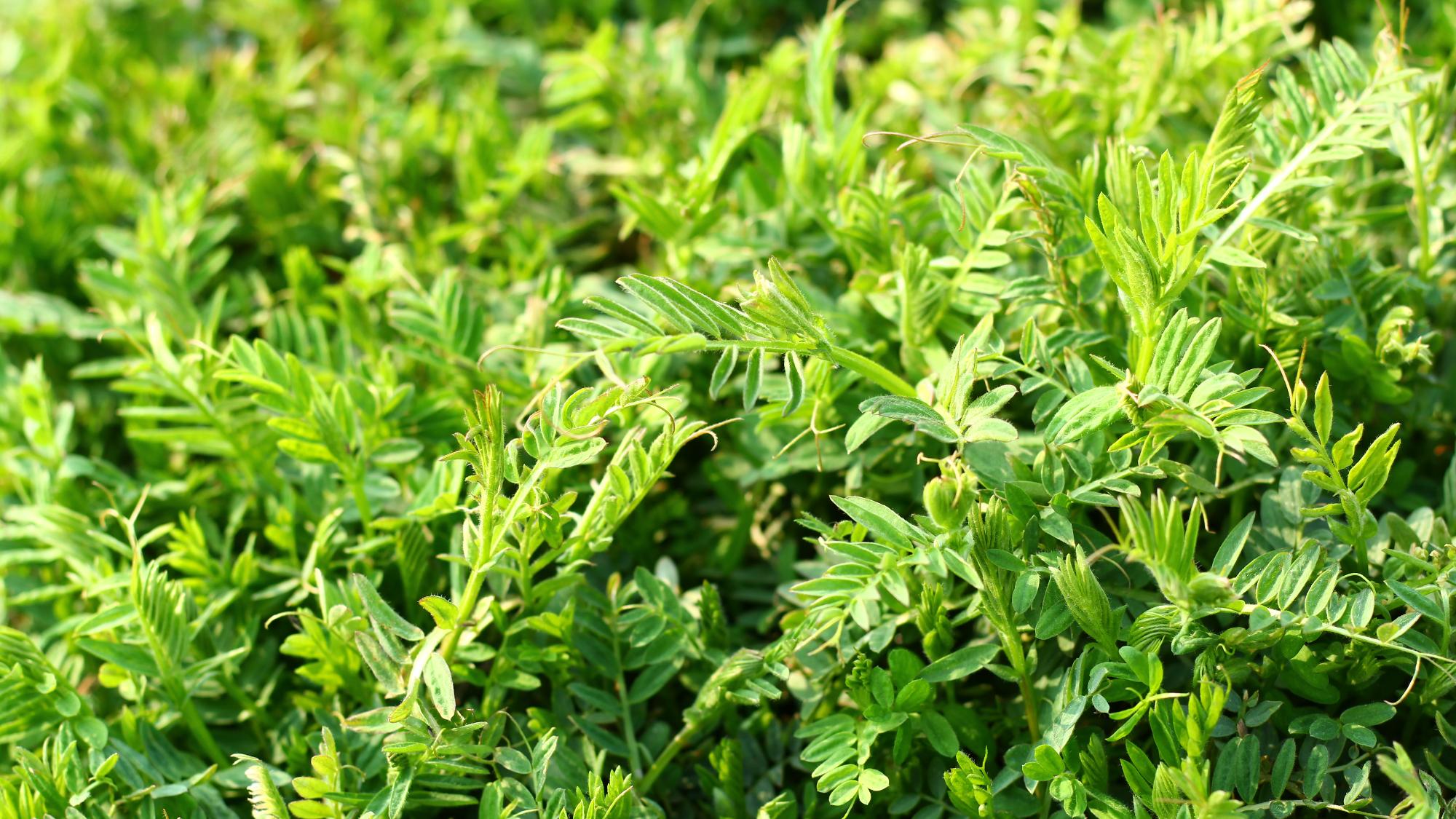 怎样彻底根除果园中的杂草,果园生草怎么管理