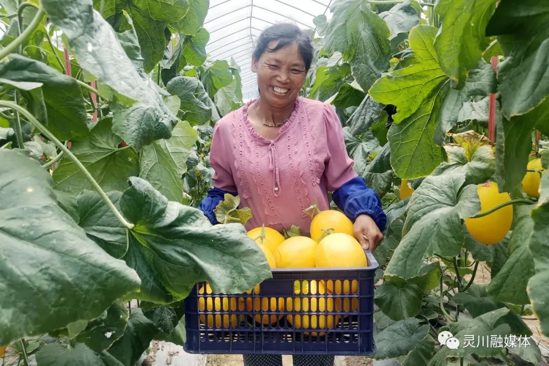 甜蜜产业促农增收,甜蜜产业致富模式