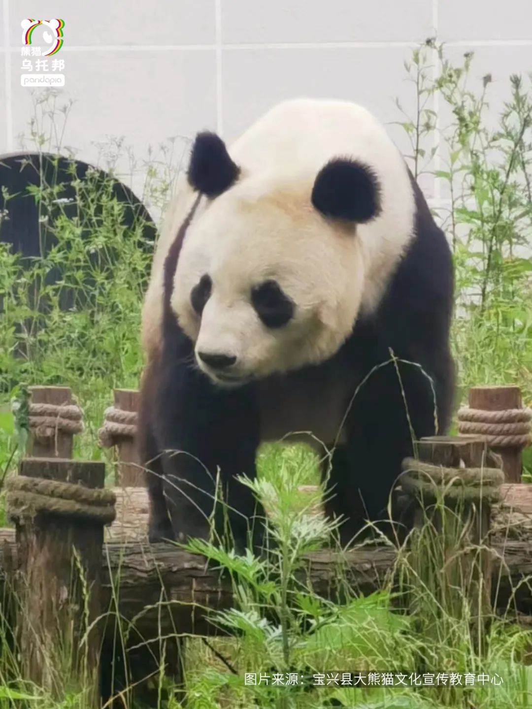 我们先去看熊猫吧英文,我们来了参观熊猫基地视频