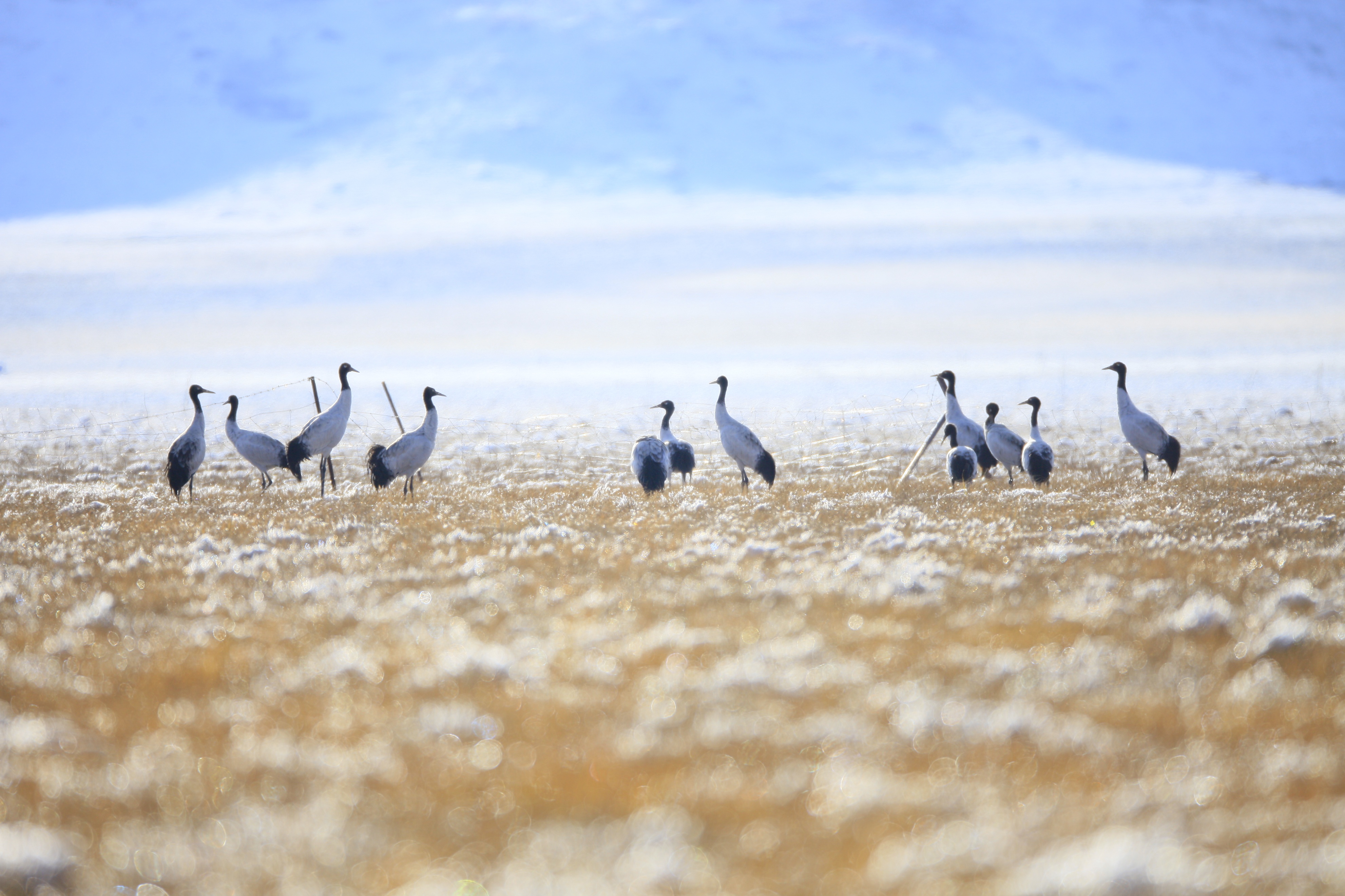 青藏高原上的若尔盖湿地，为什么被称为“最美的高寒湿地草原”？