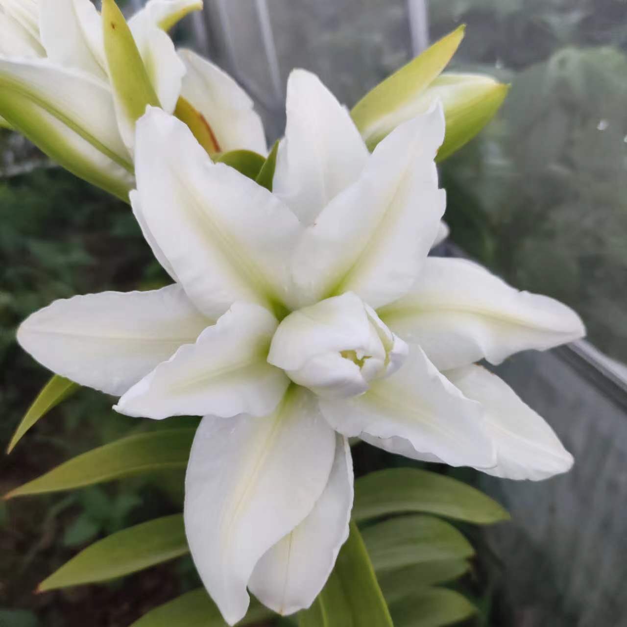 唐宝种菜日记004——种植箱种上荷兰黄瓜了