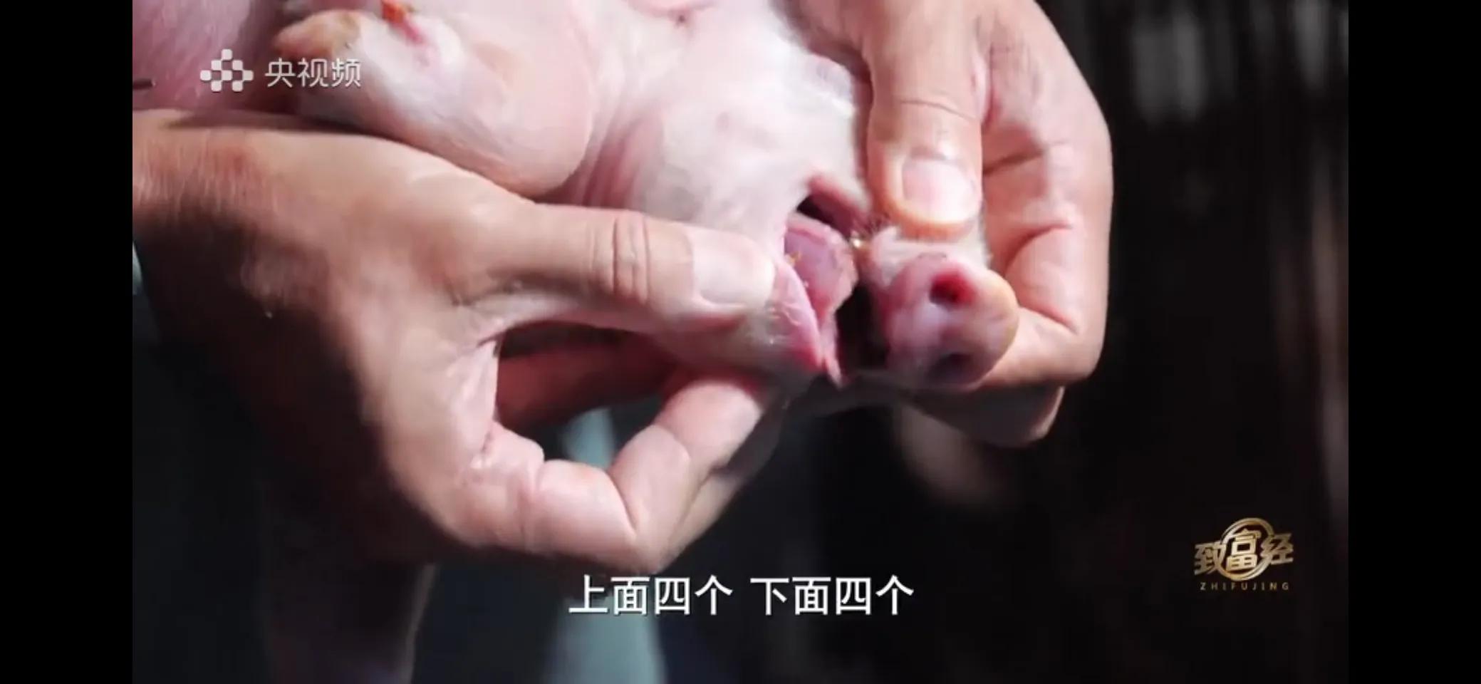 小伙子养猪5年后挣钱5多亿,农村小伙养猪赚过亿