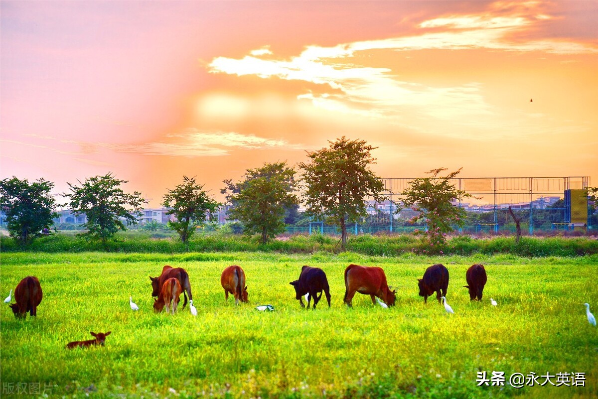 浅谈高中英语写作教学方法,思维品质的培养与英语写作教学