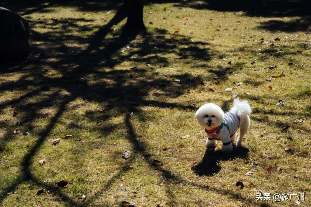 广州市宠物友好,广州宠物友好景区