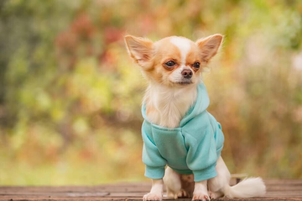 狗狗来“大姨妈”别慌，这些知识你需要知道