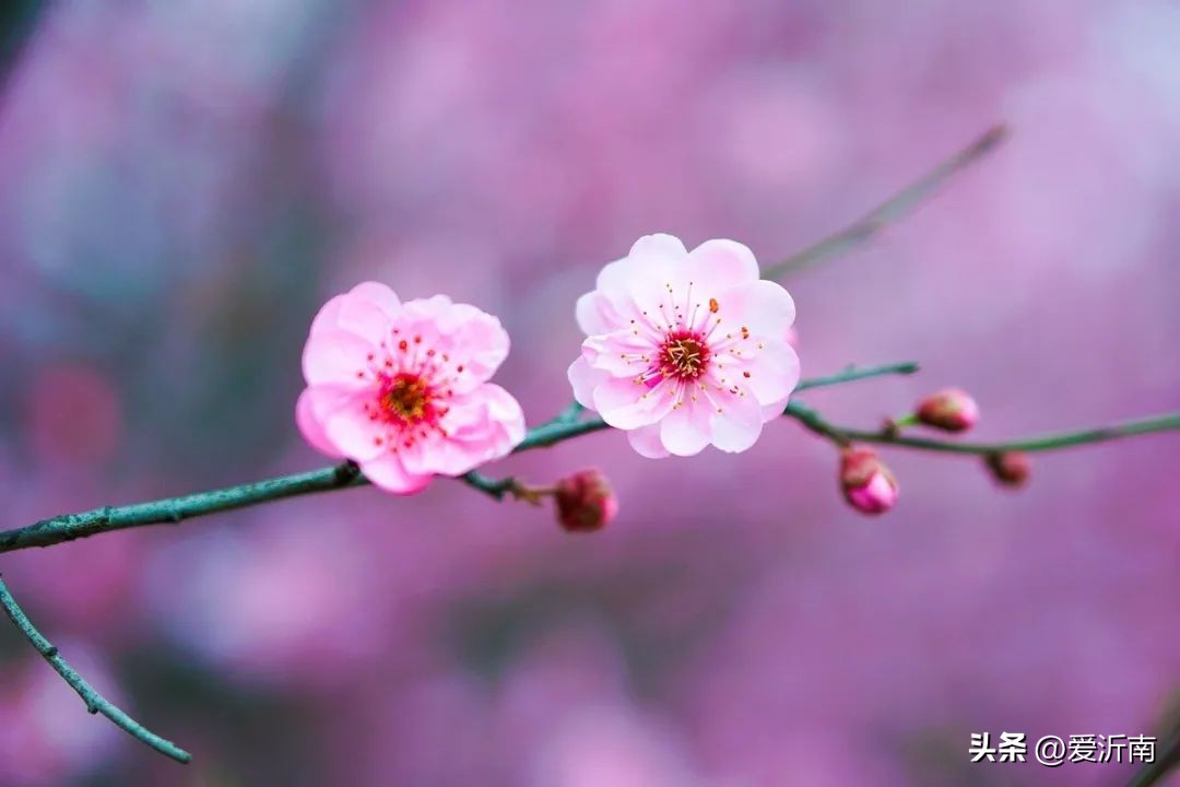 花的飞花令诗句100句,春天的飞花令诗句全集