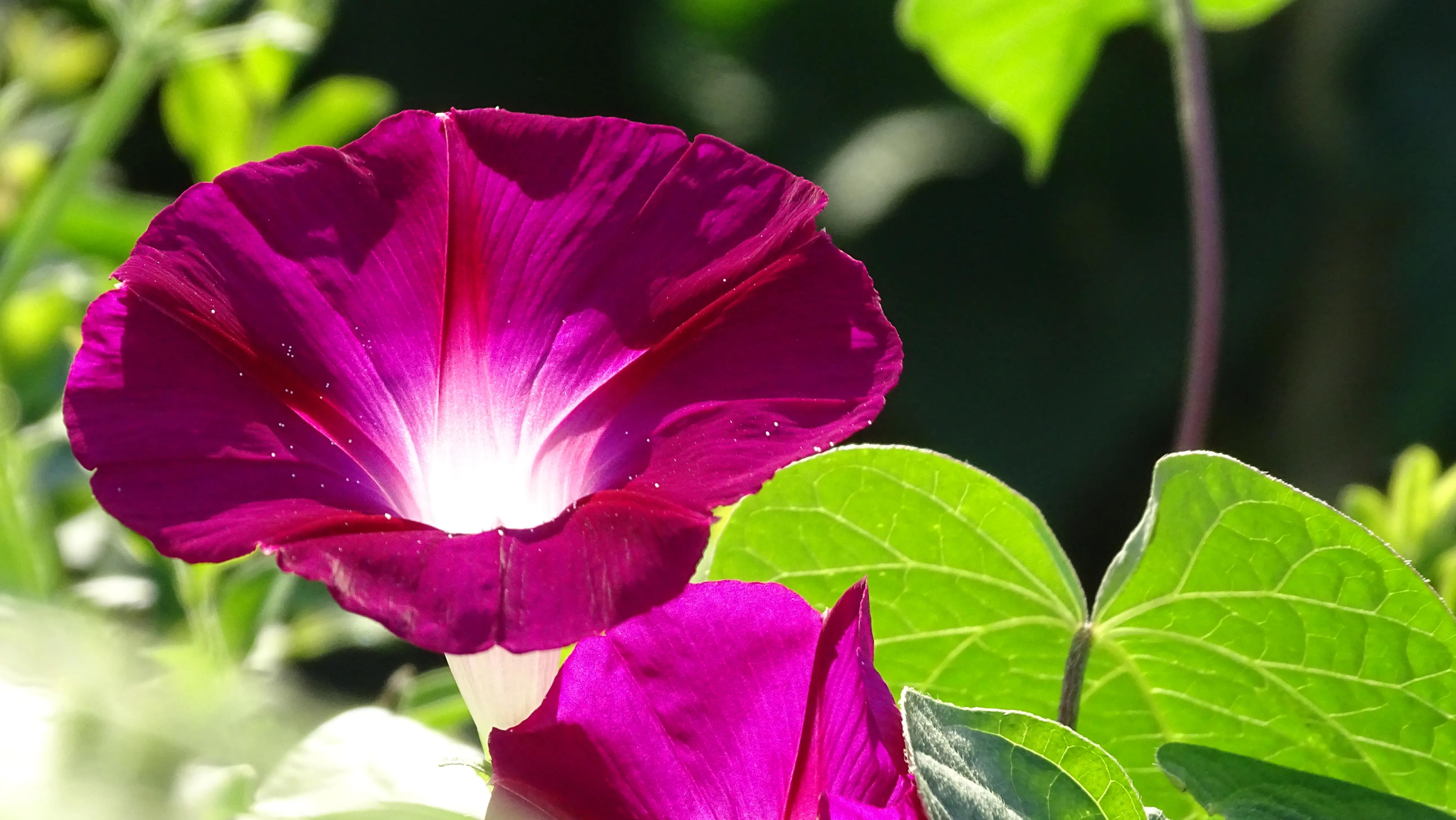 手机拍花如何拍出光斑,如何利用苹果手机拍花