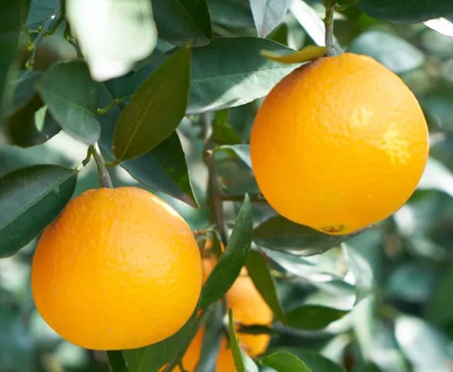 进口水果当季热卖,冬季进口水果大全