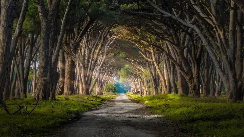 小灰猫涂涂和他的朋友们（下）保护大森林