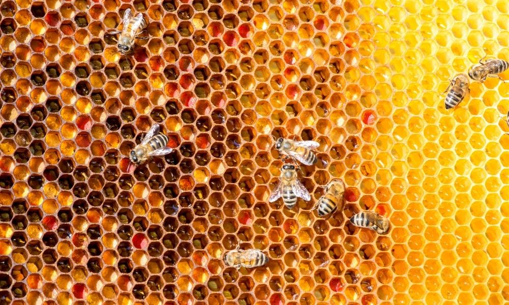 喝蜂蜜水会减肥的最佳时间表,如果30天每天一杯蜂蜜水会怎样