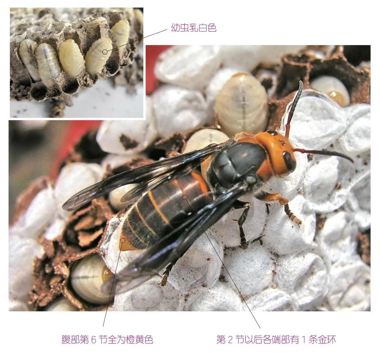 30种可以吃且美味的虫子图,33种昆虫图片大全