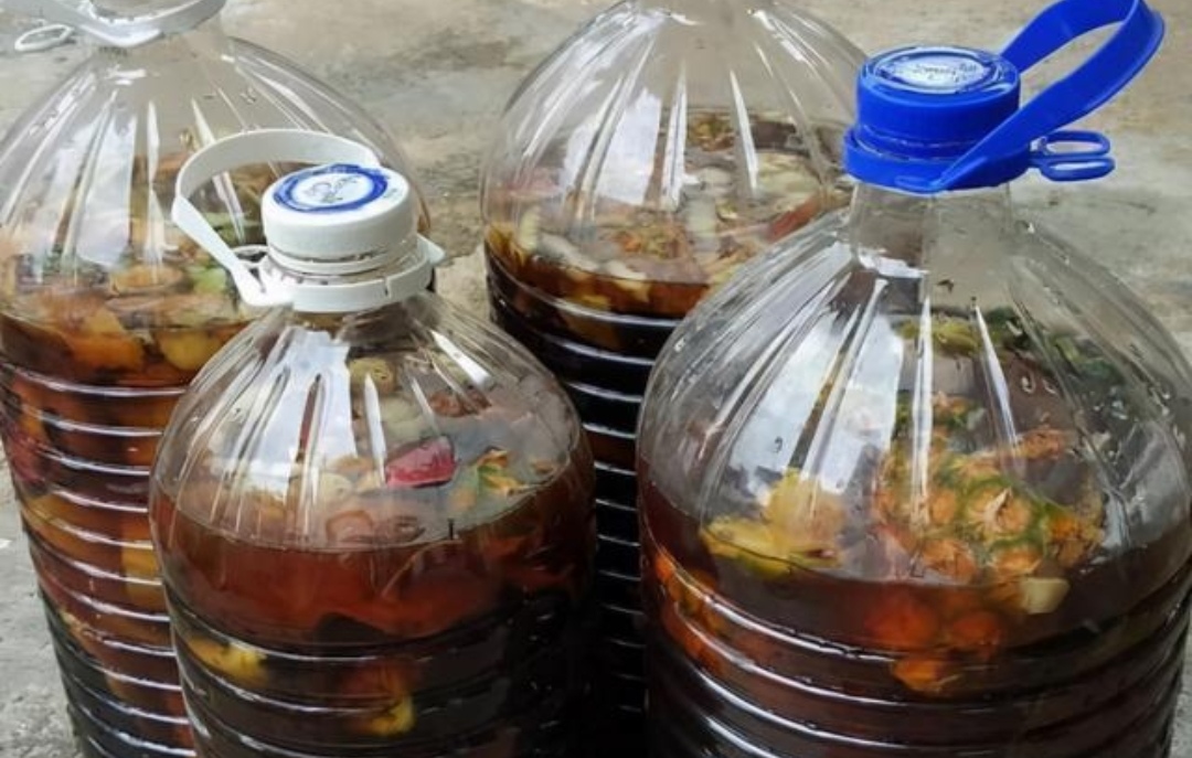 绿萝这样浇水不黄叶不烂根,教你几个小技巧让绿萝枝繁叶茂