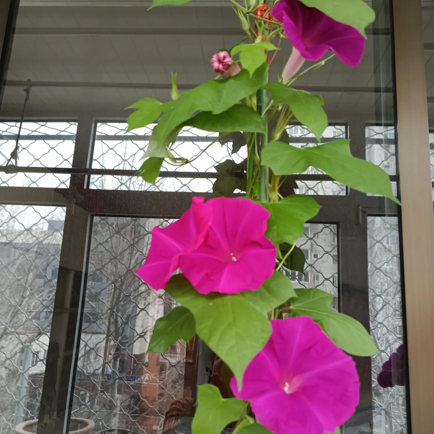 春天花开满园，梅花富贵险中求，心情美美哒