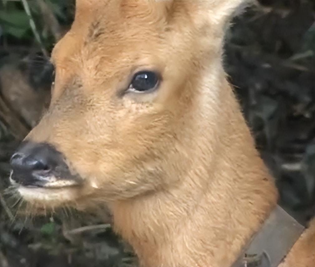 东北大爷捡到傻狍子,09年大爷捡到怪鹿救活后赖着不走