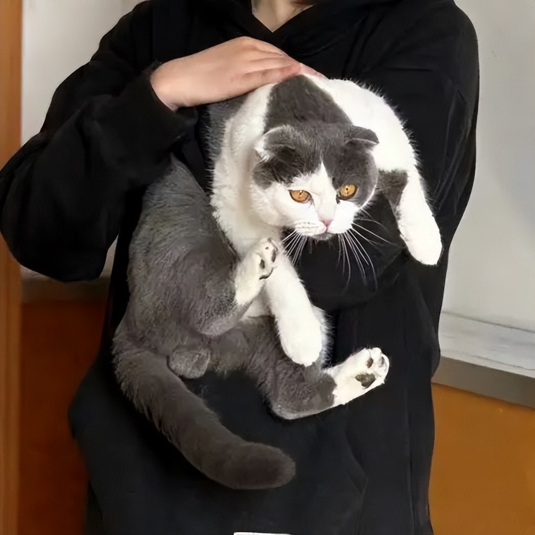 「宠物领养FreeAdopt」萌宠新生大聚会~哪位宝贝是你的最爱？