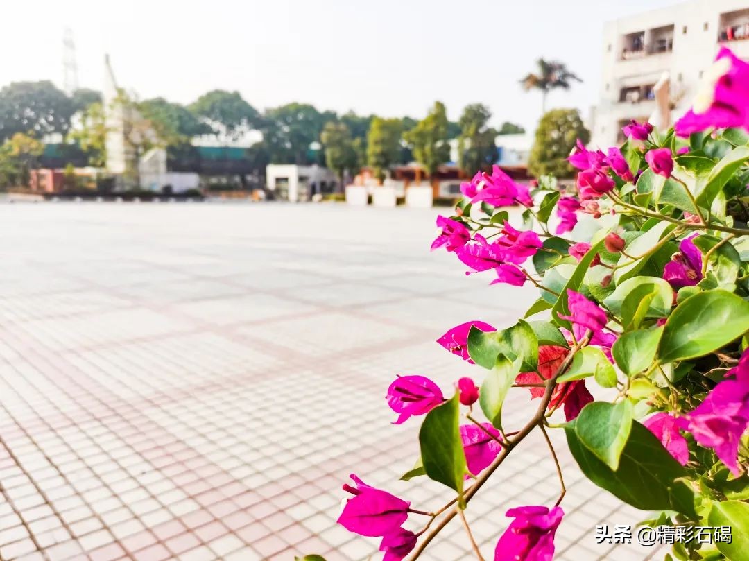 石碣四海学校招生简章,石排四海学校招生