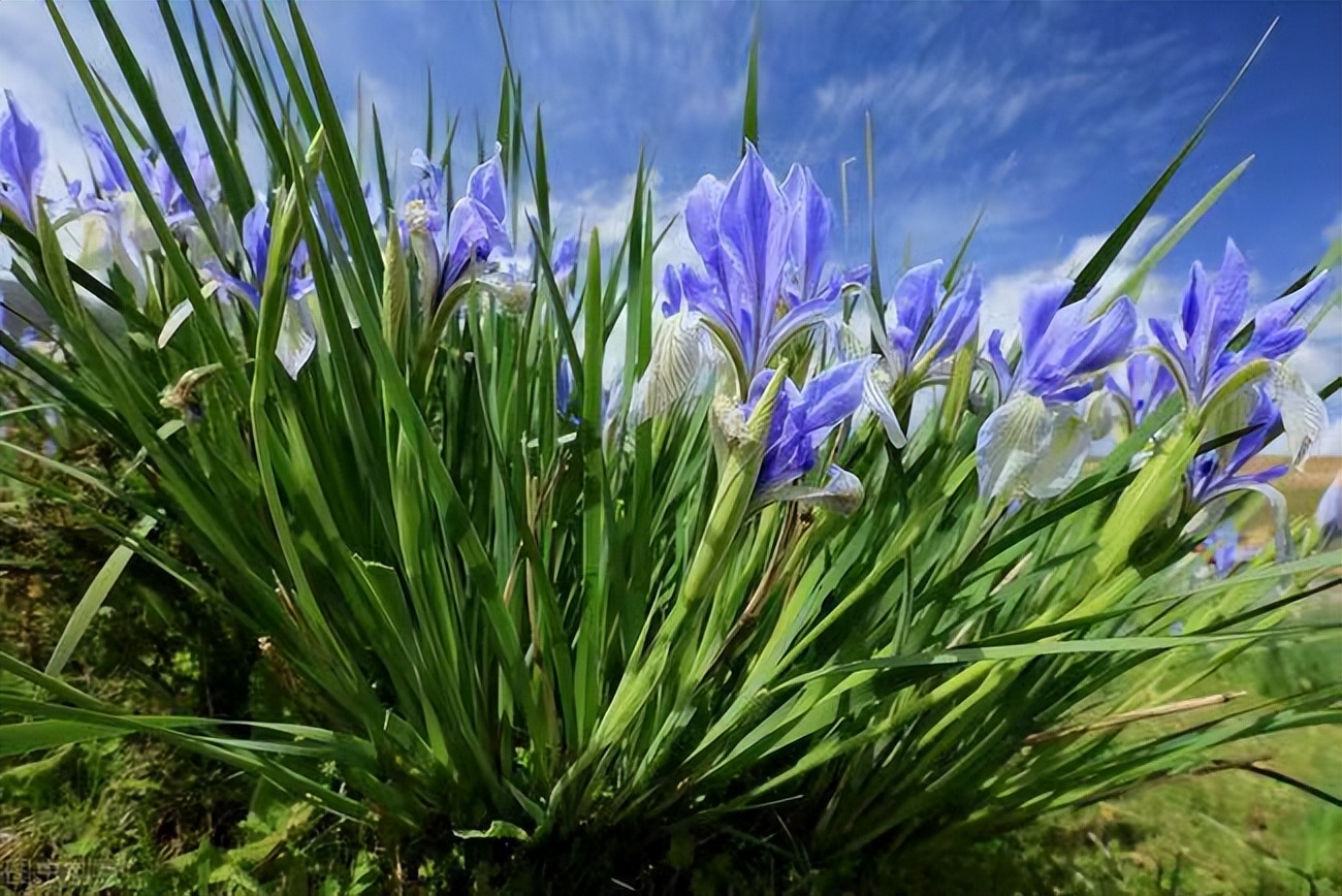 常觅春归不知处花田此地得逢君：栖云田园小镇·花间集