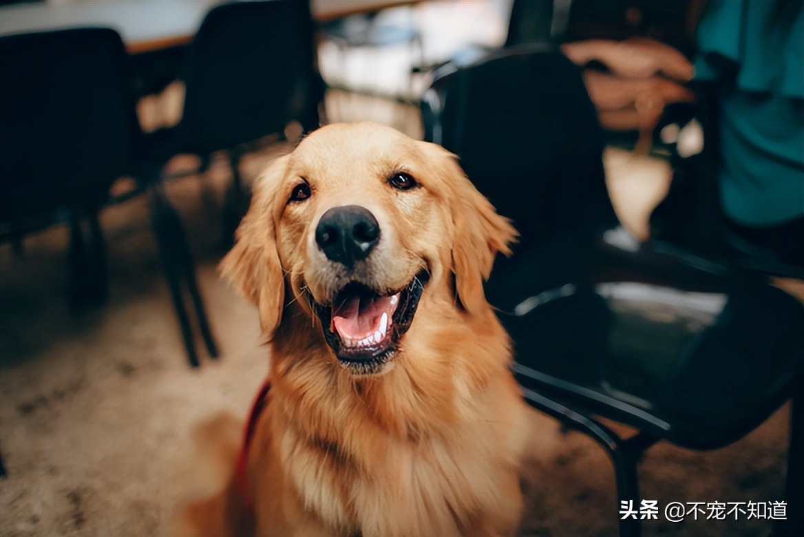 狗狗吐舌头才是健康的吗,狗狗吐舌头怎样是正常