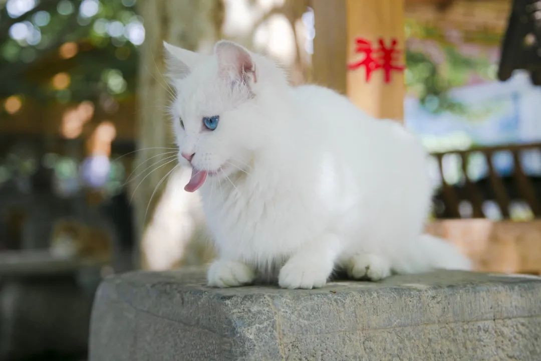 社恐小猫咪的安全感,社恐小猫咪为什么突然想出门了