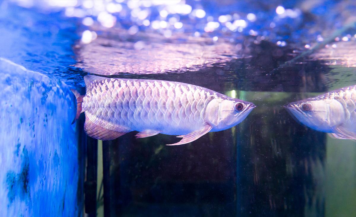 帝龙龙鱼怎么样,帝龙和龙神谁厉害