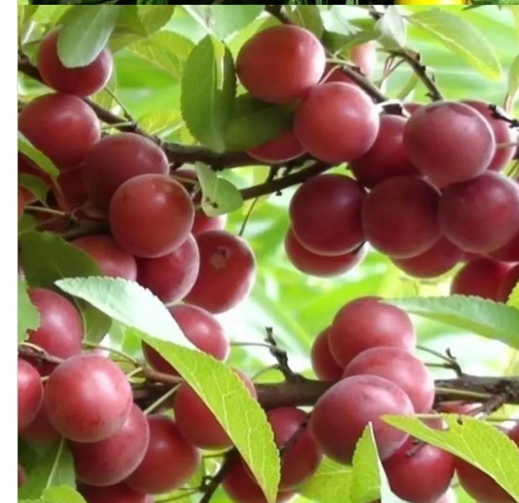 农村种植高钙果,钙果种植致富方法