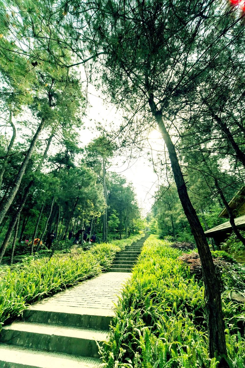 漫步山林空气清新,重庆森林步道