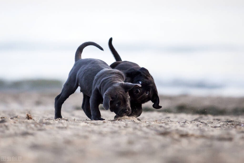 狗狗呕吐加拉稀可以吃阿莫西林吗,狗狗呕吐拉稀不吃饭没精神怎么治