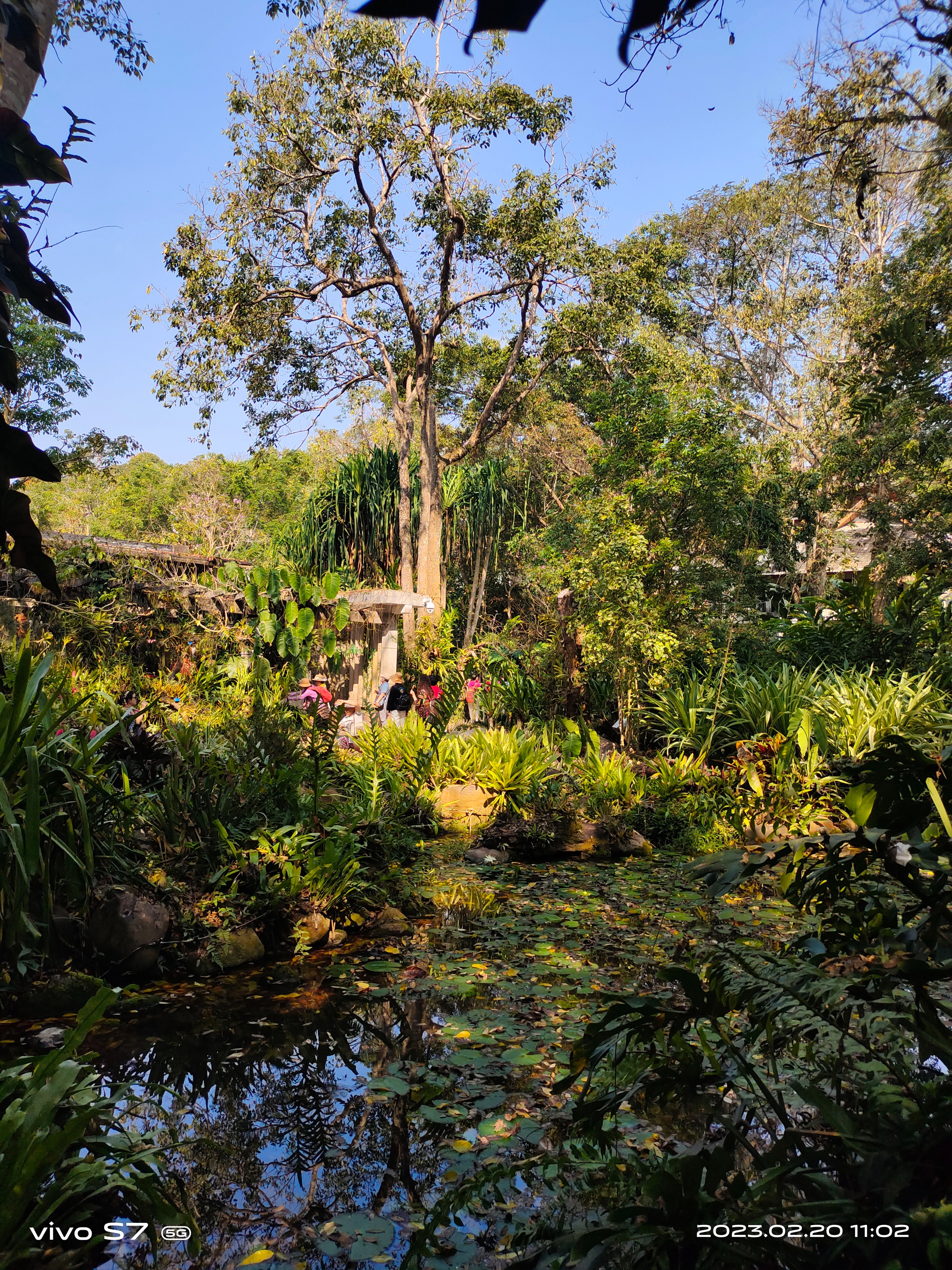 西双版纳曼听园攻略,云南西双版纳打卡曼听公园