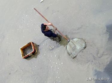 臭水沟捞到金龙鱼,捕捞臭水沟红虫