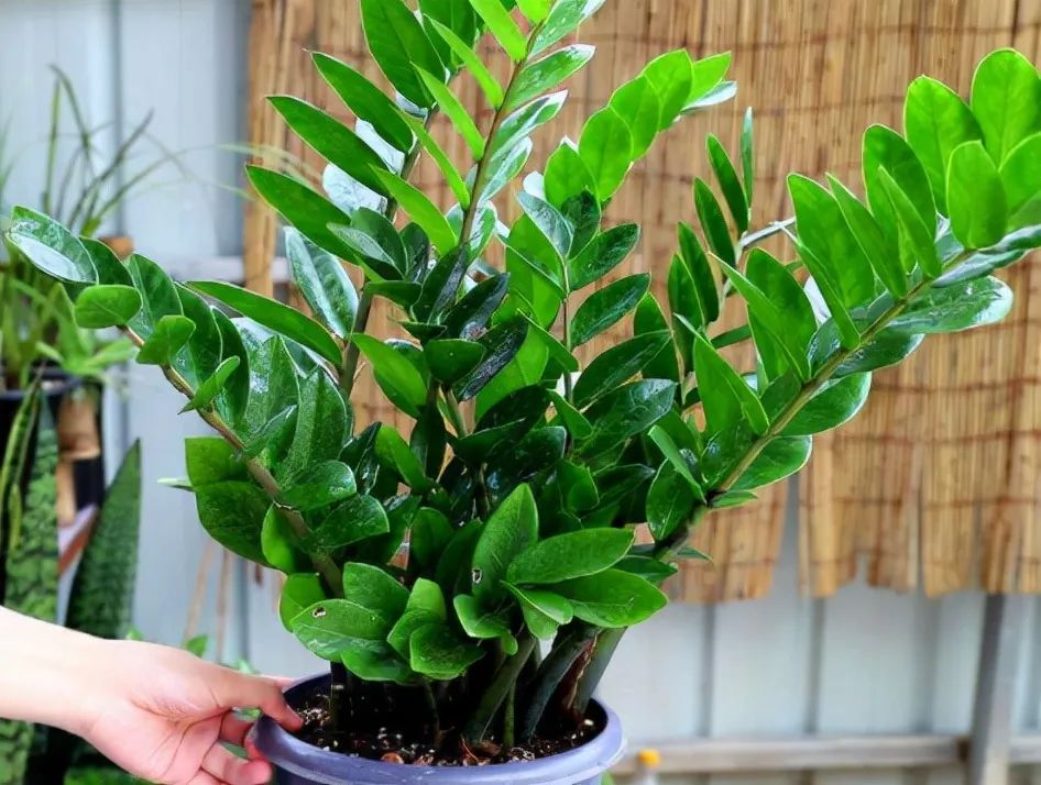 房屋左右前后种什么树最吉祥,大门两侧种什么树吉祥最旺风水