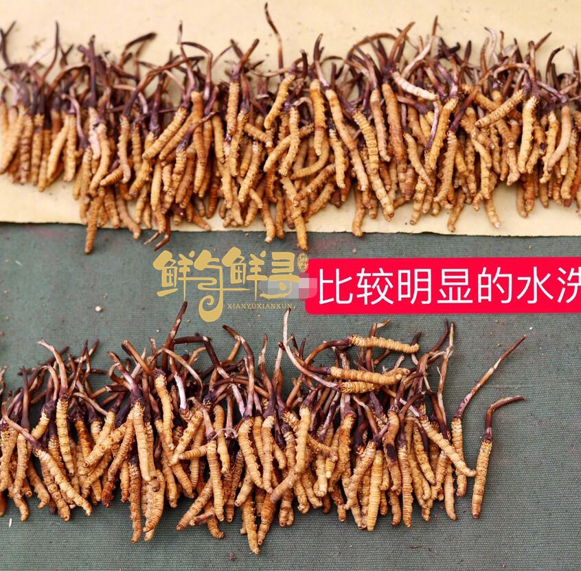 冬虫夏草假烟鉴别,怎样鉴别正宗冬虫夏草