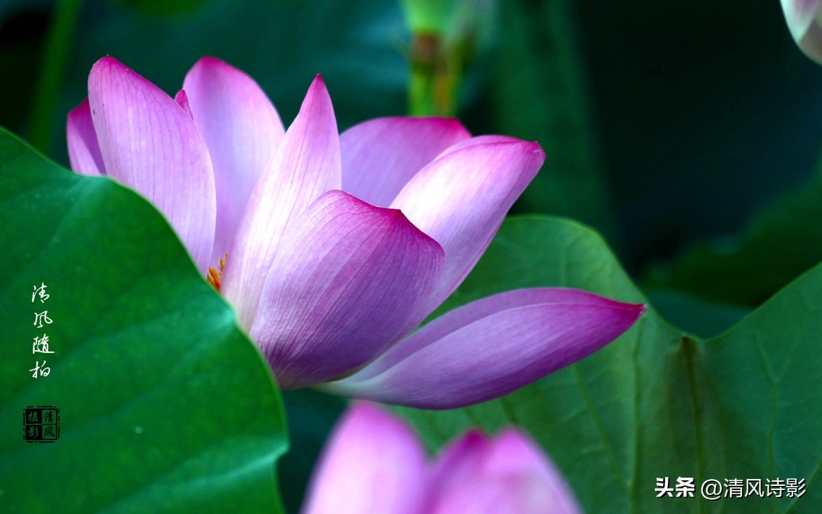 “荷塘阅色”三十韵