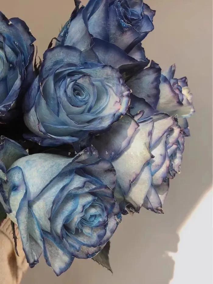 求婚送什么颜色的玫瑰花比较合适,玫瑰花的外形特点和颜色的特点