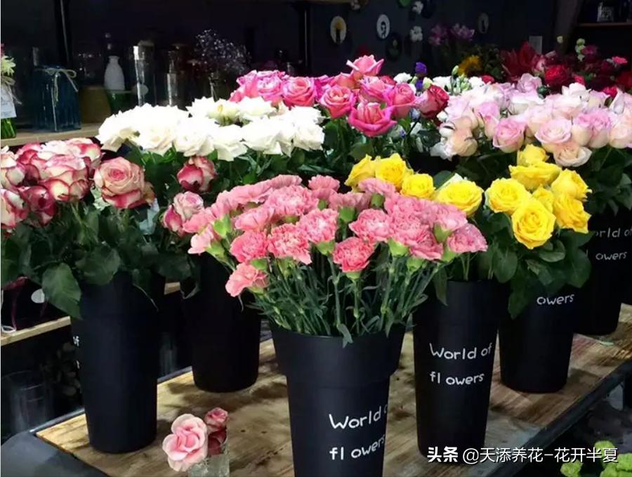 牡丹鲜切花怎么醒花,芍药鲜切花怎么醒花