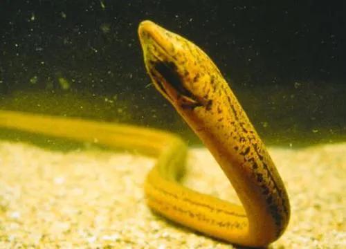 中国野生鱼排名,野生鱼数量排名