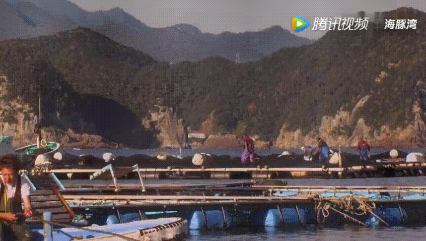 看完能把你气哭的纪录片海豚湾,海豚湾纪录片日本人看了有何感想