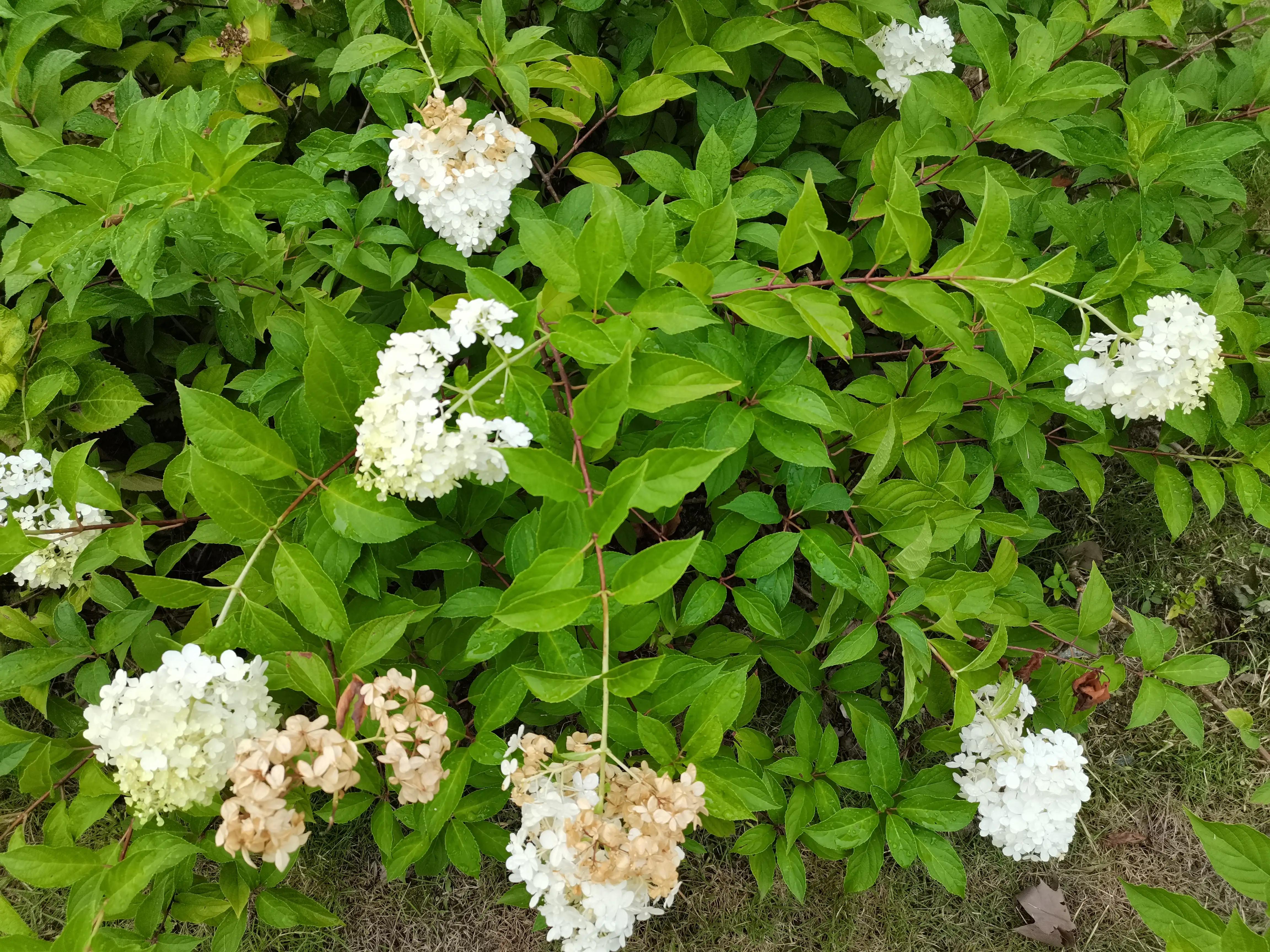 成都环境比较好的区域,成都的城市环境