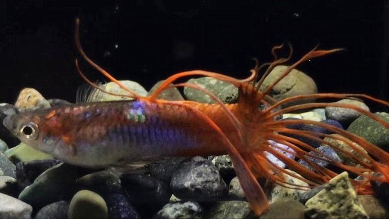 孔雀鱼的生物学特性及人工养殖和繁育技术