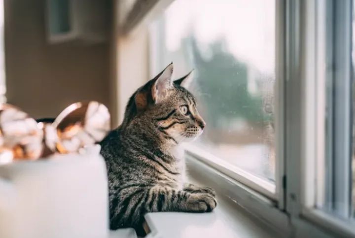 猫咪抓窗帘意味着什么,猫咪抓窗帘的时候一直叫为什么