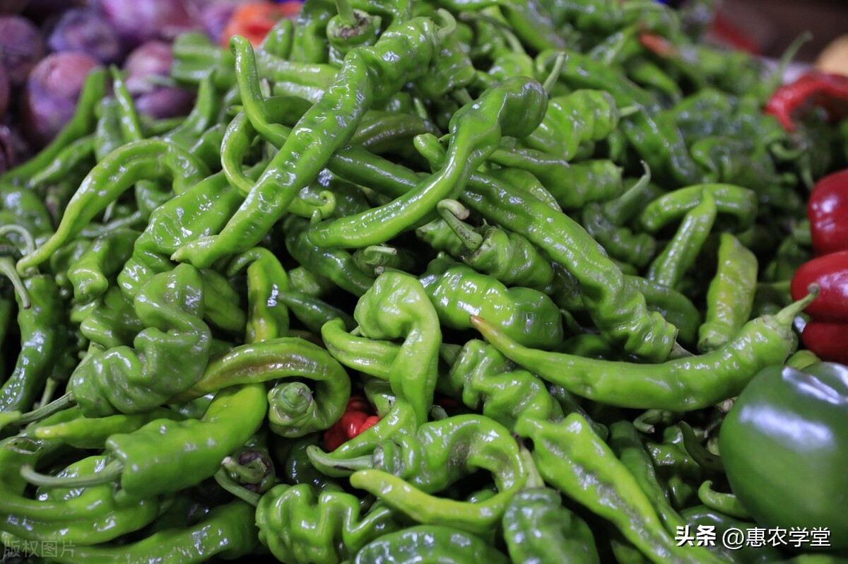 预计2020年辣椒行情会多少钱一斤,最近辣椒价格最高是多少