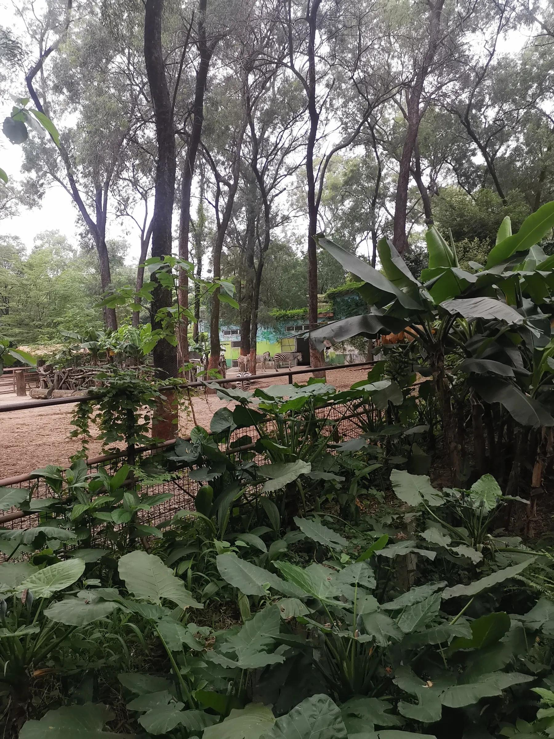 五一广州动物园攻略自由行,五一游广州野生动物园