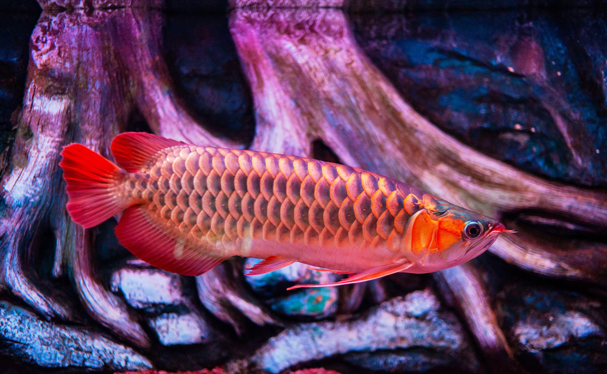 混养的龙鱼突然打架怎么办,龙鱼打架有什么办法解决